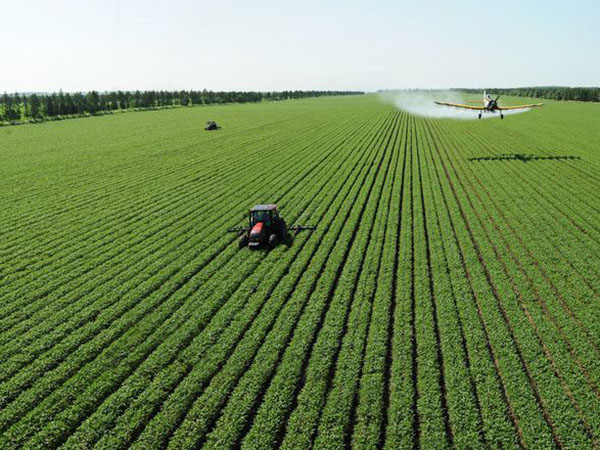 FAO预测2020/21年度全球小麦产量为7.626亿吨